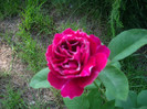 IMGP2718
