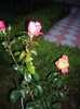 IMGP2719