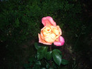 IMGP2720