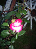 IMGP2724