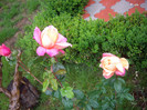 IMGP2726