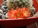 Rebutia sp