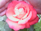 Picture 034