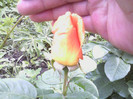 Picture 029