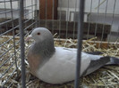 DSCF2254