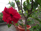 DSCF7274