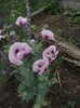 DSCF7276