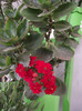 calanchoe
