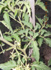 DSCN3095
