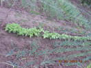 DSCN3164