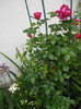 DSC01581