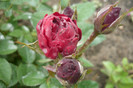 minirosa