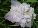DSC01439