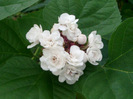 clerodendron philippinum