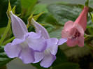 Gloxinia_Sinningia