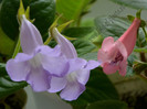 Gloxinia_Sinningia