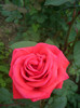 Queen of Bermuda-Grandiflora,  Bowie (Bermuda, 1956)