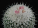 Epithelantha micromeris