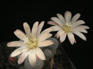 DSC00531