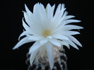Discocactus horstii.