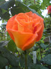 DSC05600
