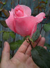 DSC05605