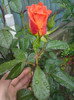 DSC05606