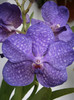 Vanda 2 (Blue Magic)