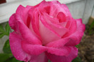 charlie rose