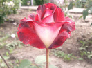 ossiria de la 4garden