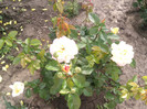 Photo0126