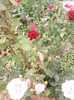 Photo0133