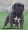 189702CANE_CORSO-VANZARE