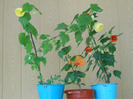 ABUTILON