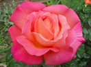 DSCN2082