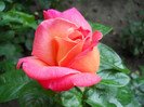 DSCN2075