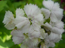 DSCN2687