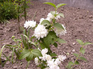 Philadelphus Schneestorm