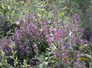 IMG00343