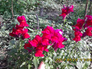 IMG00177