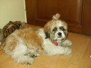 Tedi 1 020
