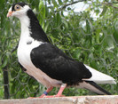 7pn(2012)