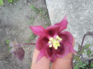 caldarusa