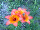 crini portocalii