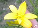 hemerocalis galben