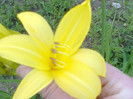 hemerocalis
