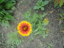 Gaillardia aristata Arizona Sun