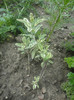 Salvia variegata