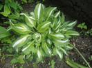 Undulata mediovariegata