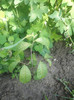 Plantat in gradina de flori:))